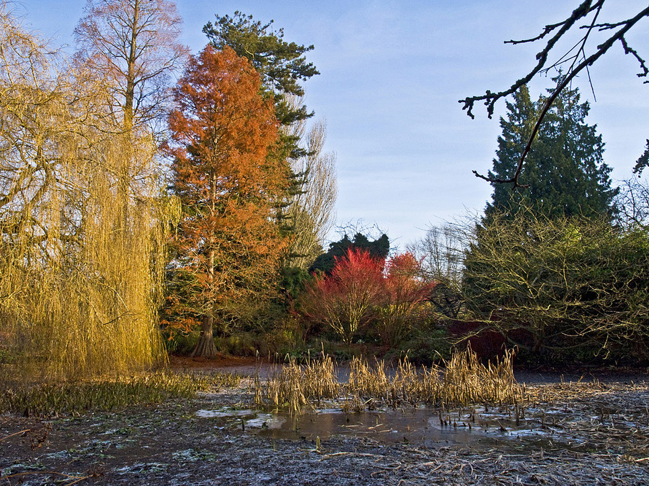 Un des lacs gelés du Jardin Botanique  - Cambridge  