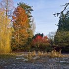 Un des lacs gelés du Jardin Botanique  - Cambridge  