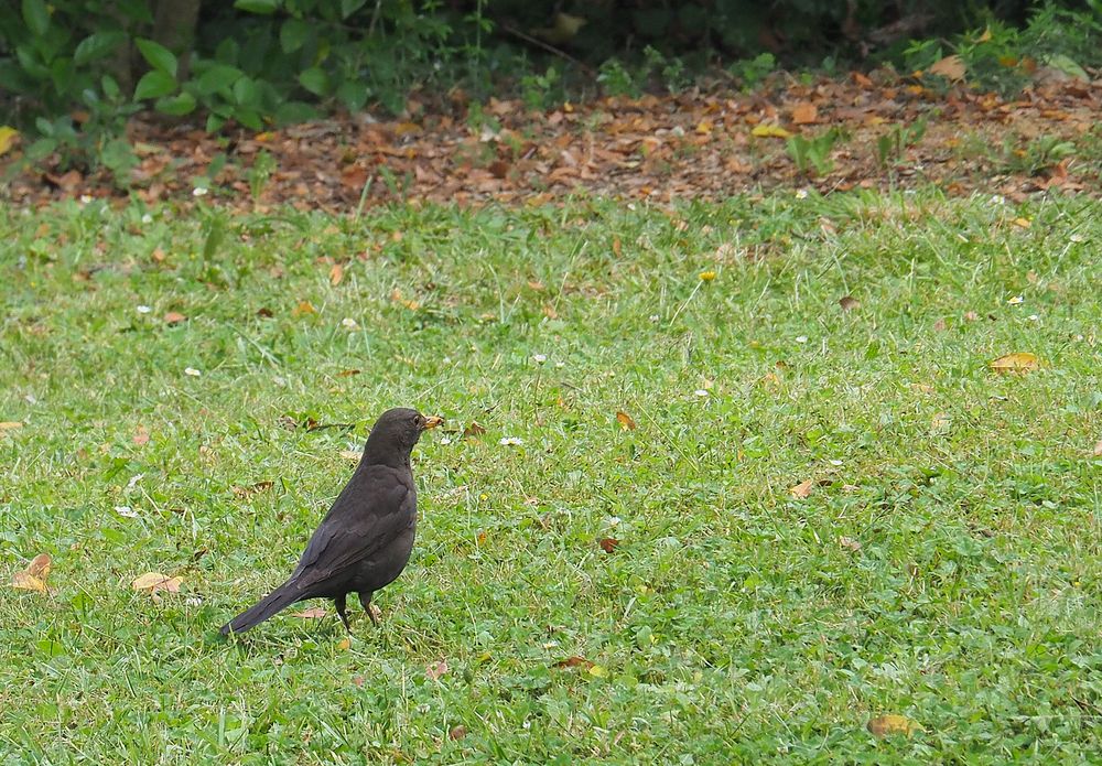 Un des merles de mon jardin