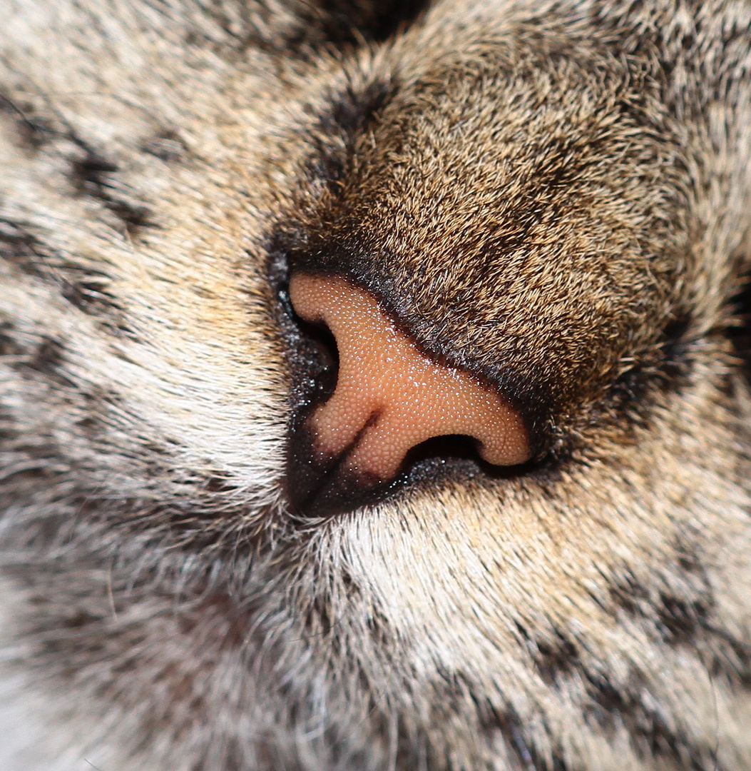 un détail sur le chat