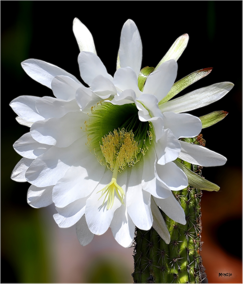 Un detalle blanco