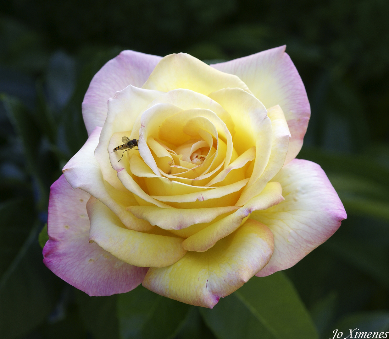 Un deuxième cliché provenant de la même rose