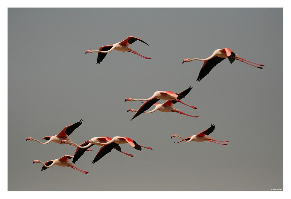 UN DIA CON LOS FLAMENCOS 4