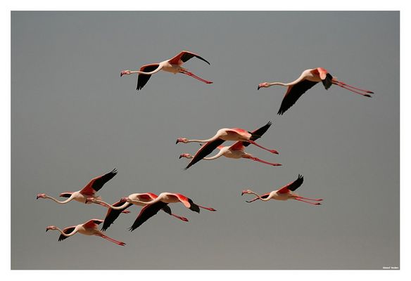 UN DIA CON LOS FLAMENCOS 4