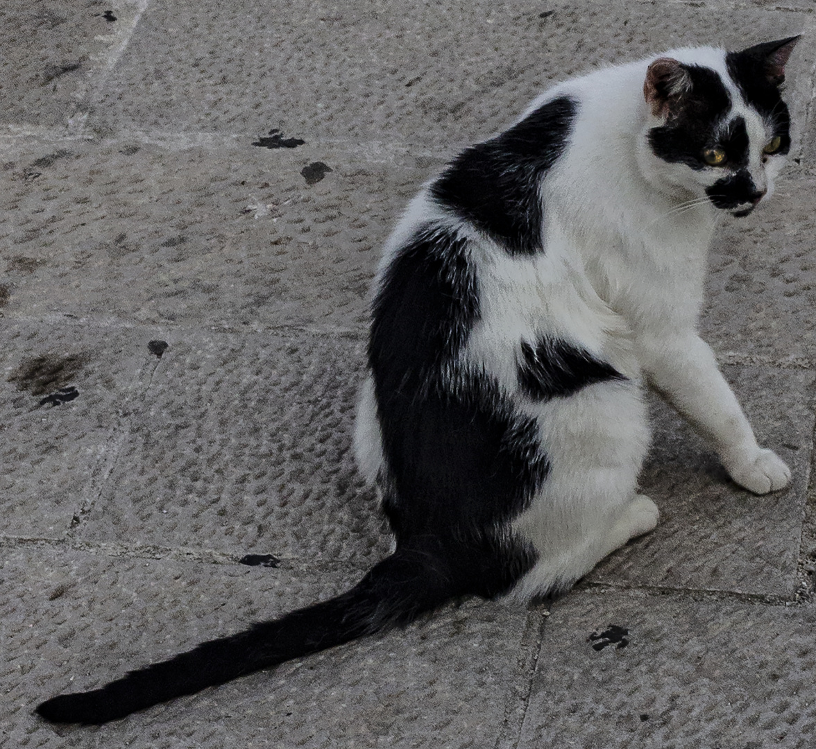 Un día de gatos