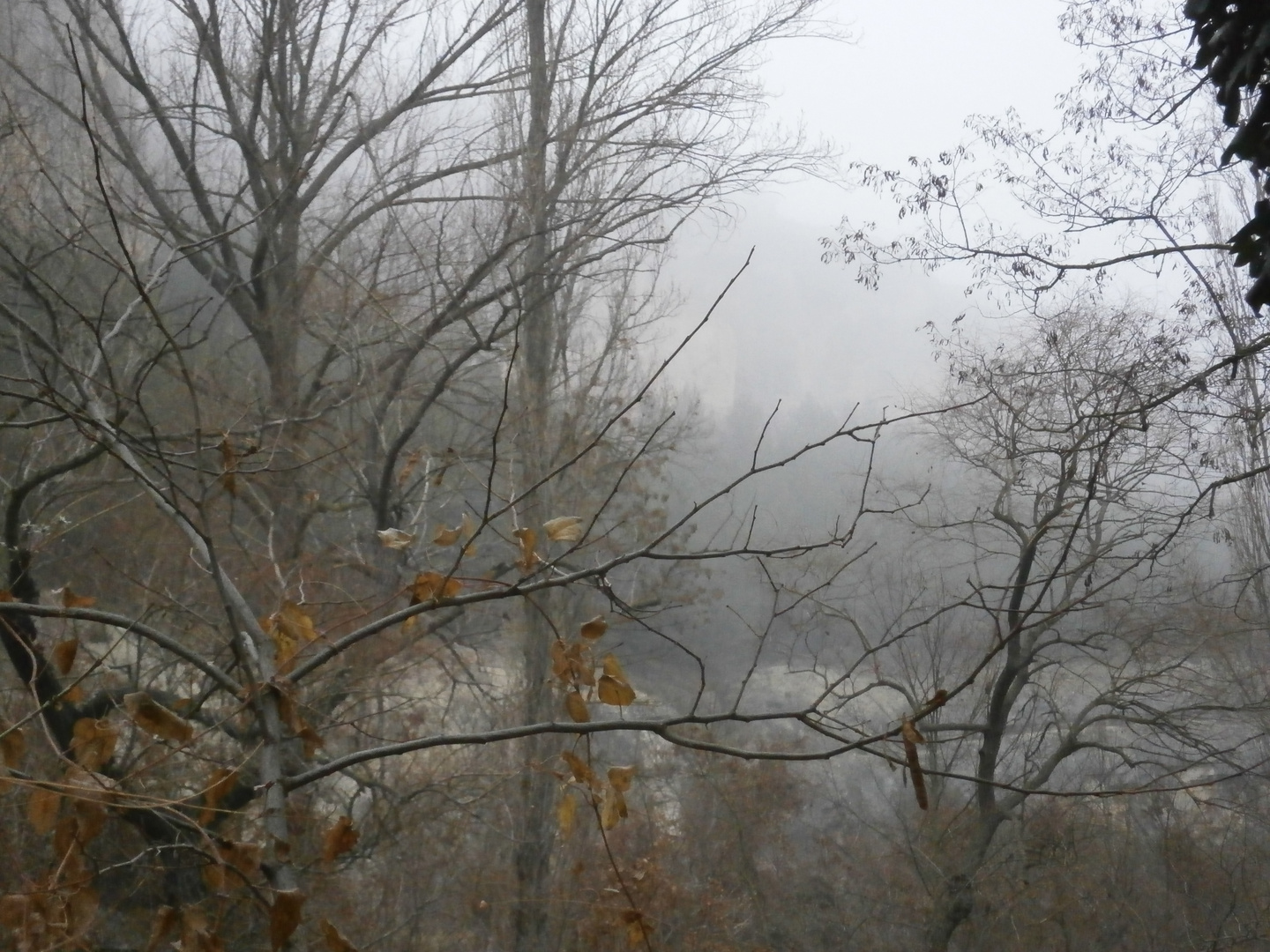 Un día de niebla. El río.1