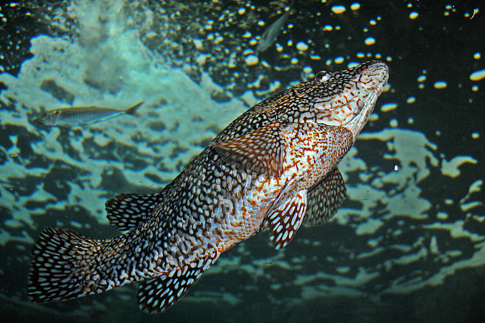 un día en el acuario I