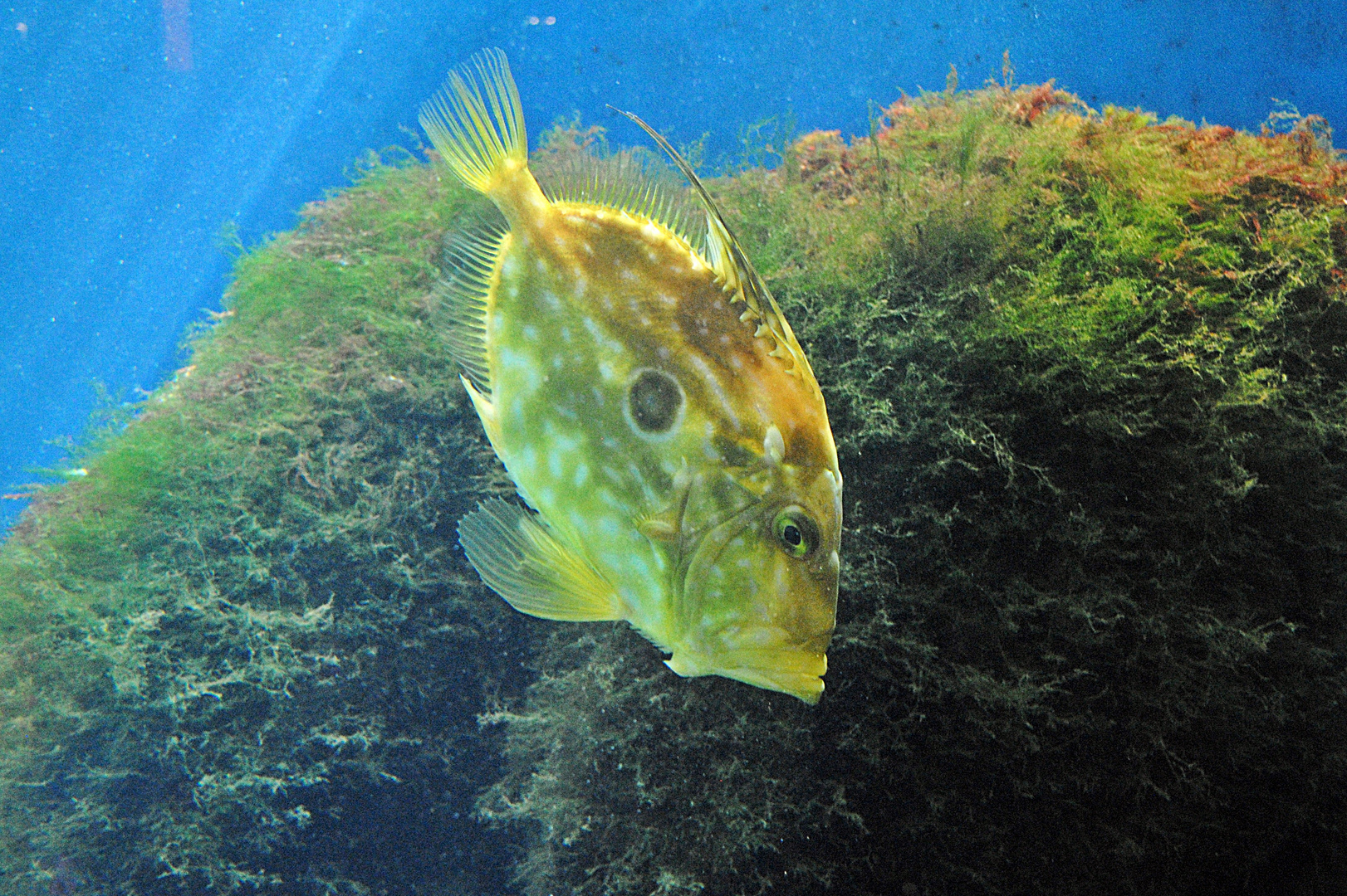 un día en el acuario II