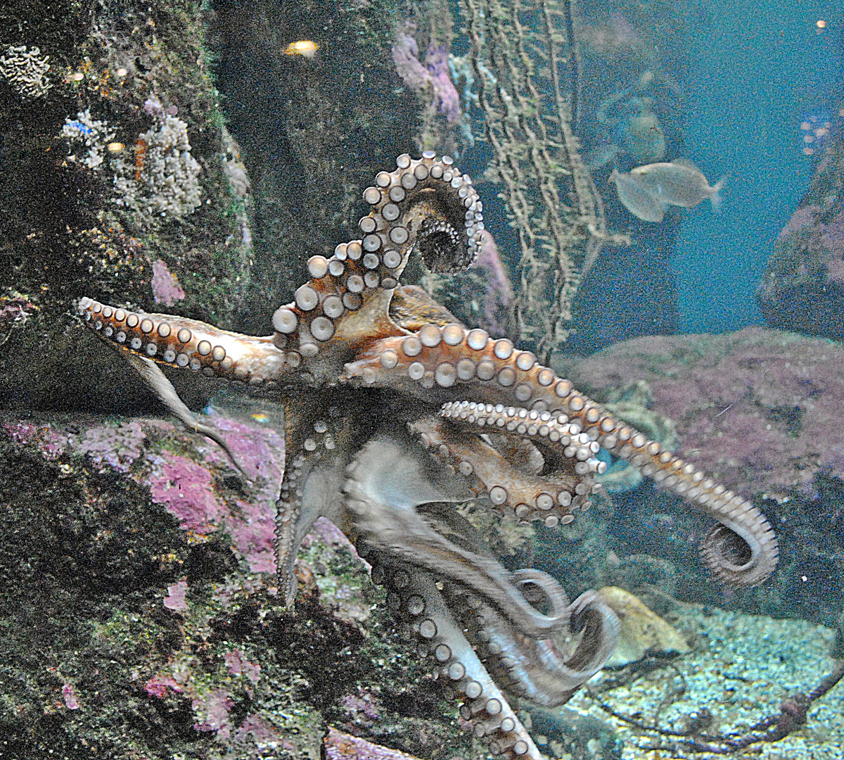 un día en el acuario III