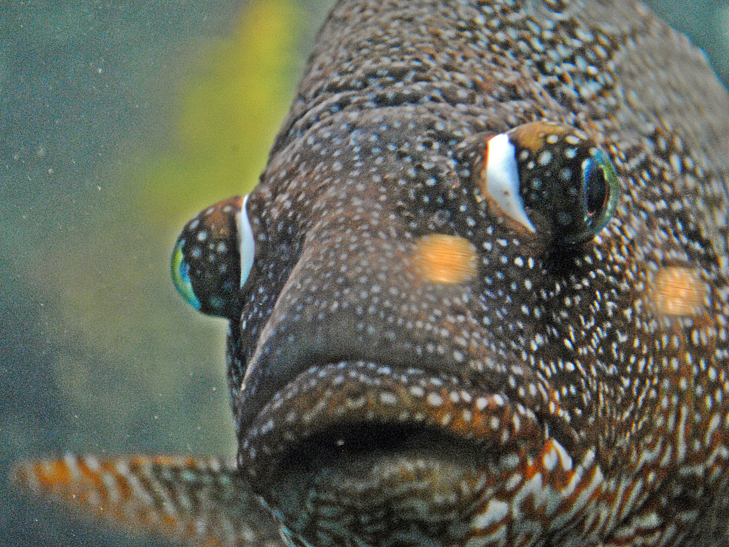 un día en el acuario IV