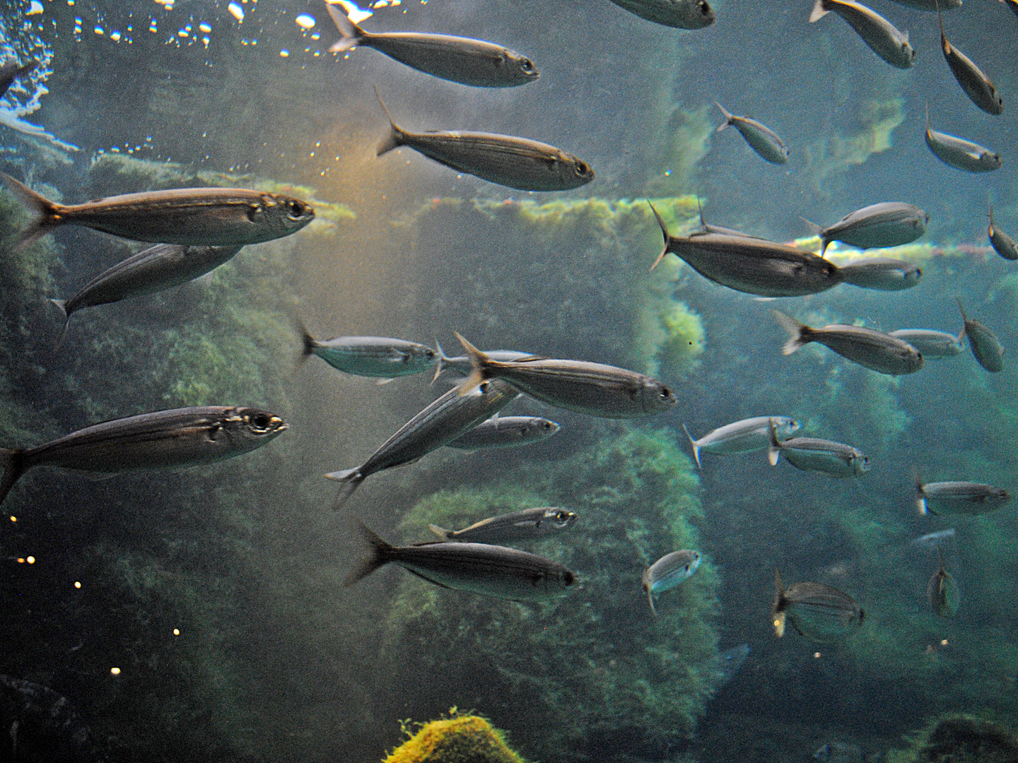 un día en el acuario V