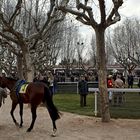 ...un dia en el hipodromo....