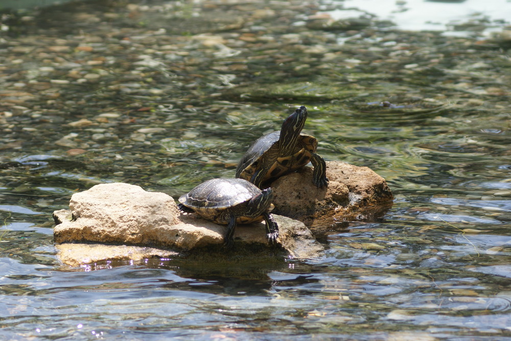 UN DIA EN EL ZOO von sony100 