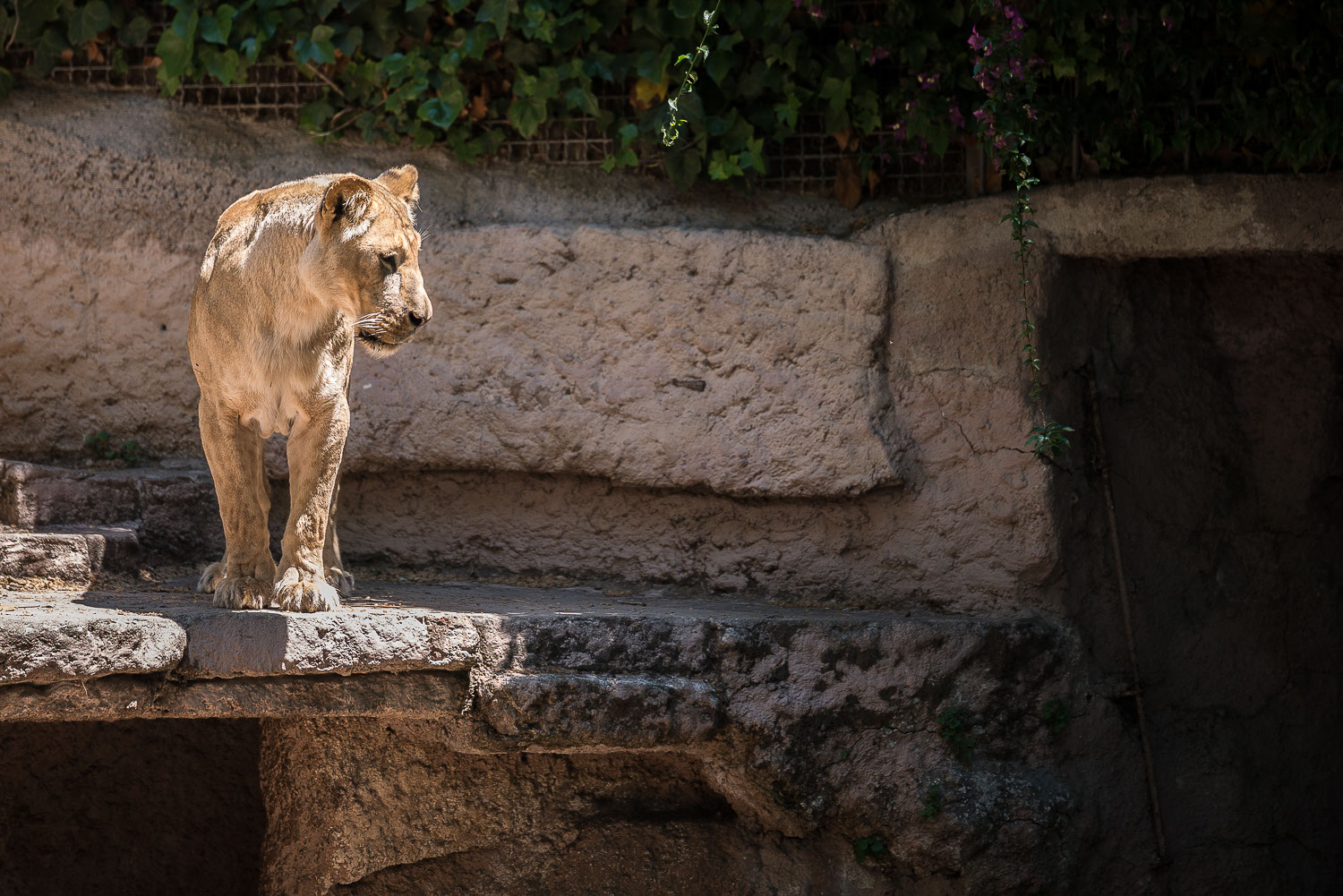 Un día en el Zoo