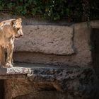 Un día en el Zoo