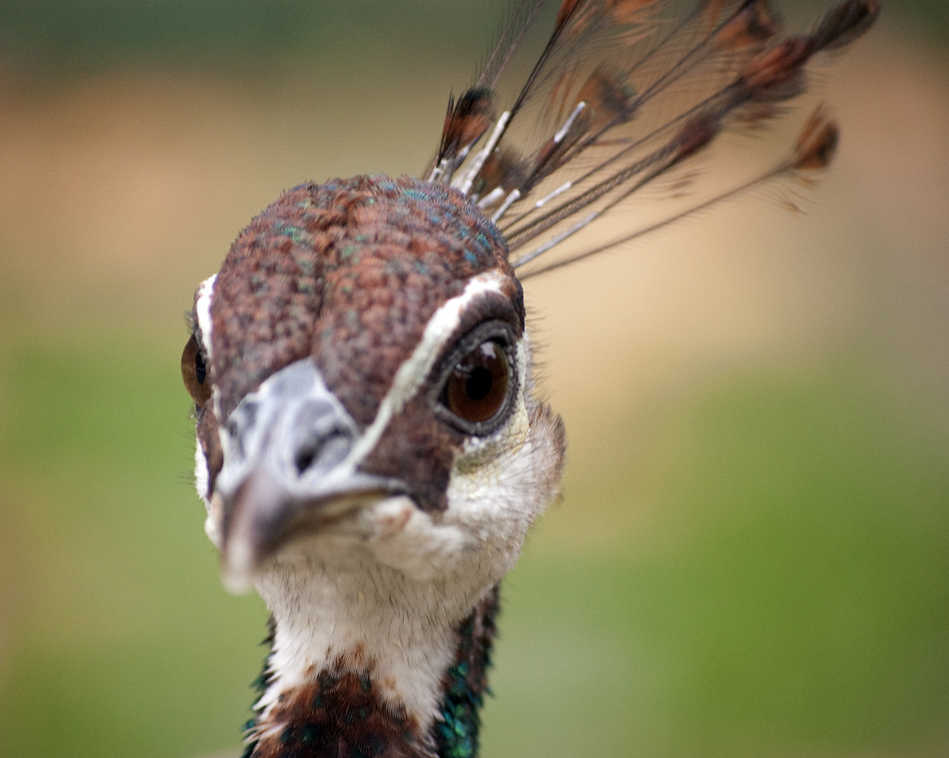 UN DIA EN EL ZOO- PAVO REAL