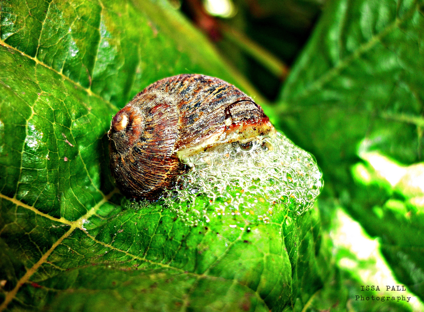 Un día en la vida de un caracol 1