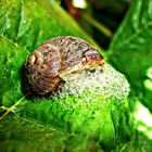 Un día en la vida de un caracol 1