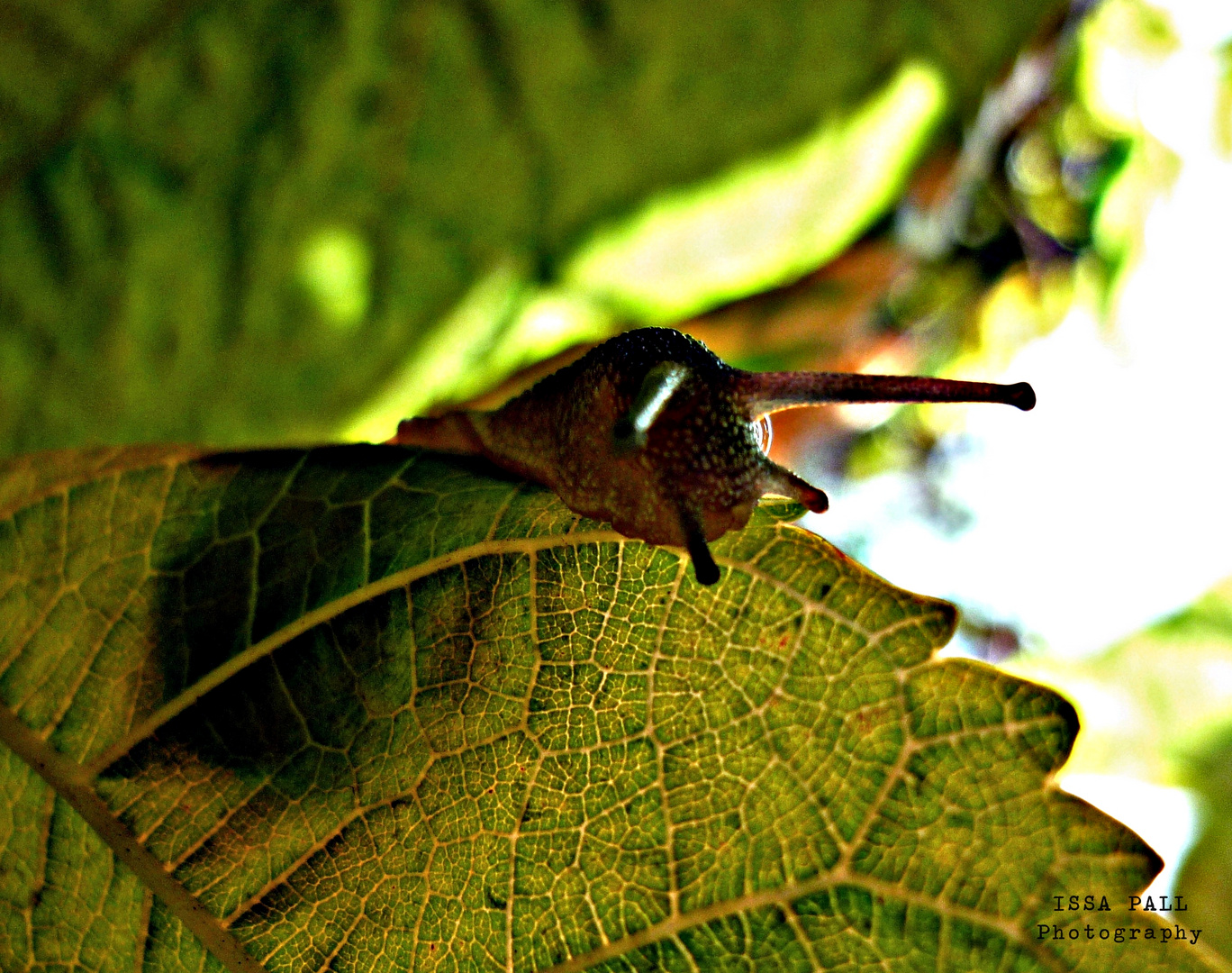 Un día en la vida de un caracol 3