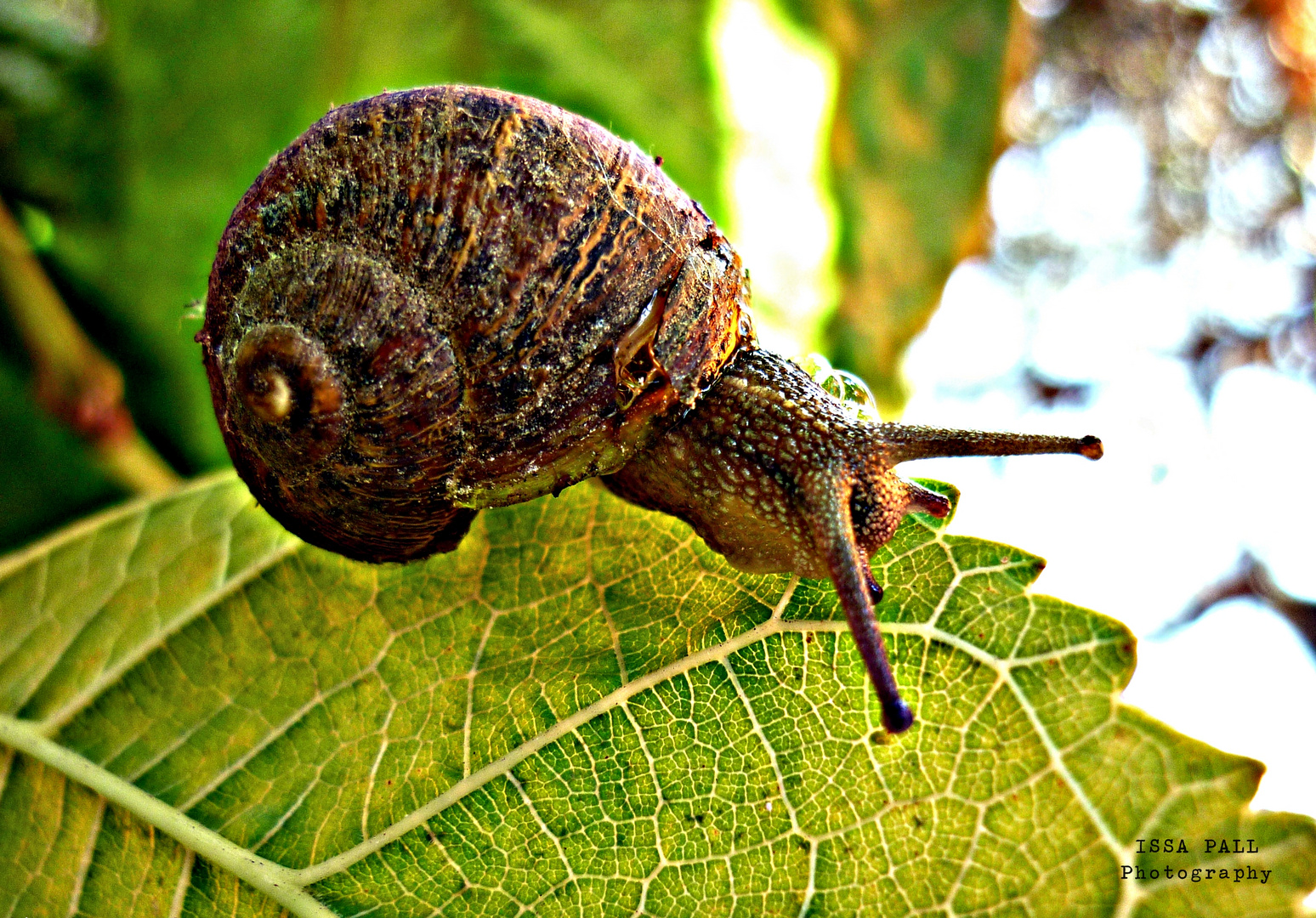 Un día en la vida de un caracol 4