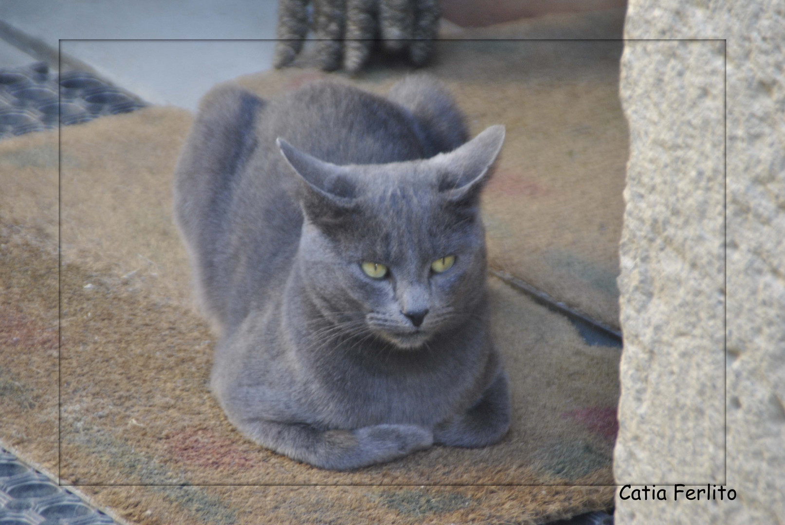 Un dolce Gattone grigio