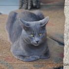 Un dolce Gattone grigio