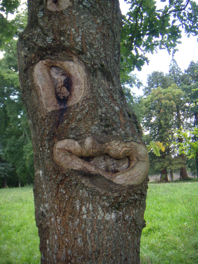 Un drôle d'arbre vu en Bretagne