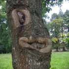 Un drôle d'arbre vu en Bretagne