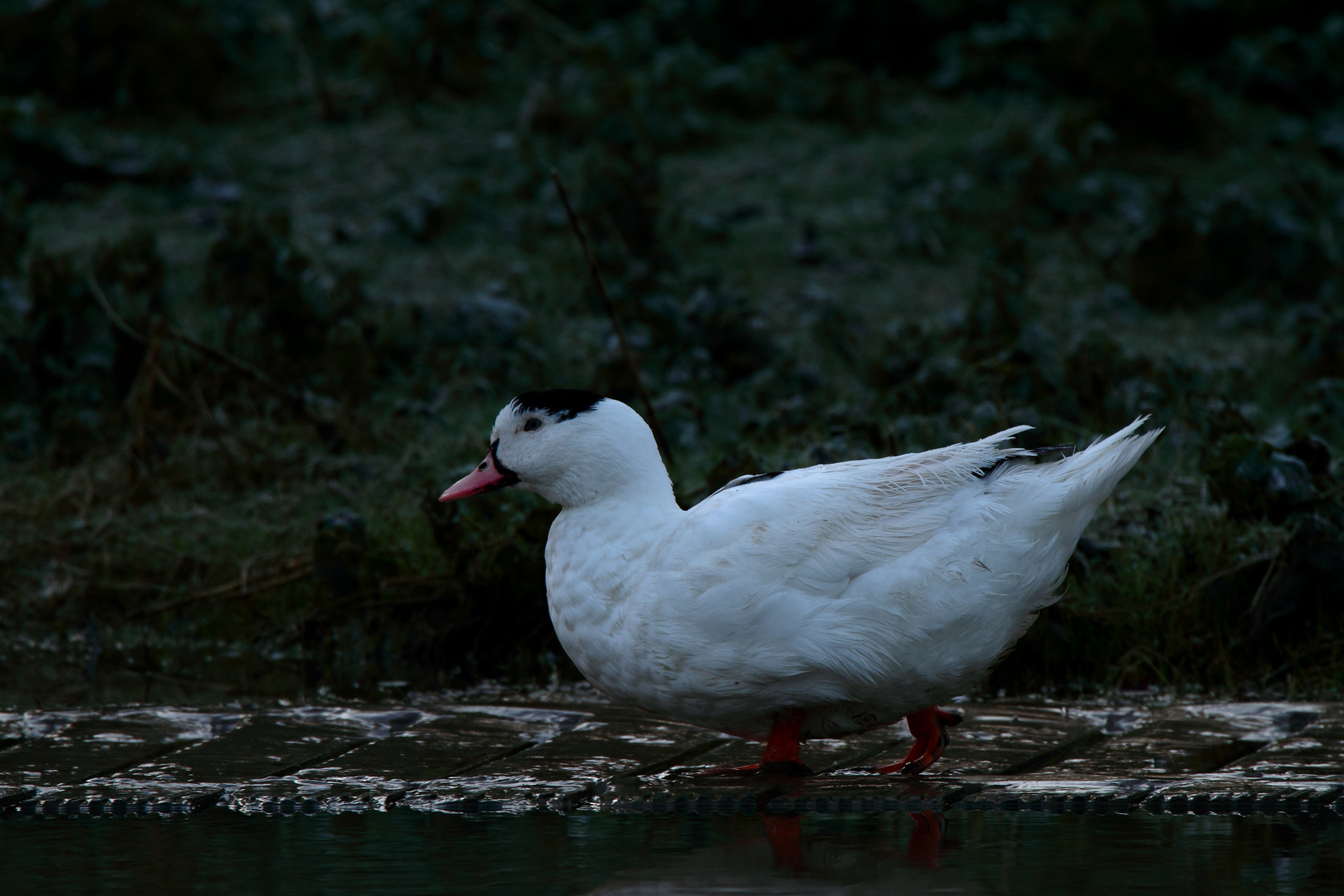 un drôle de canard