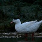 un drôle de canard