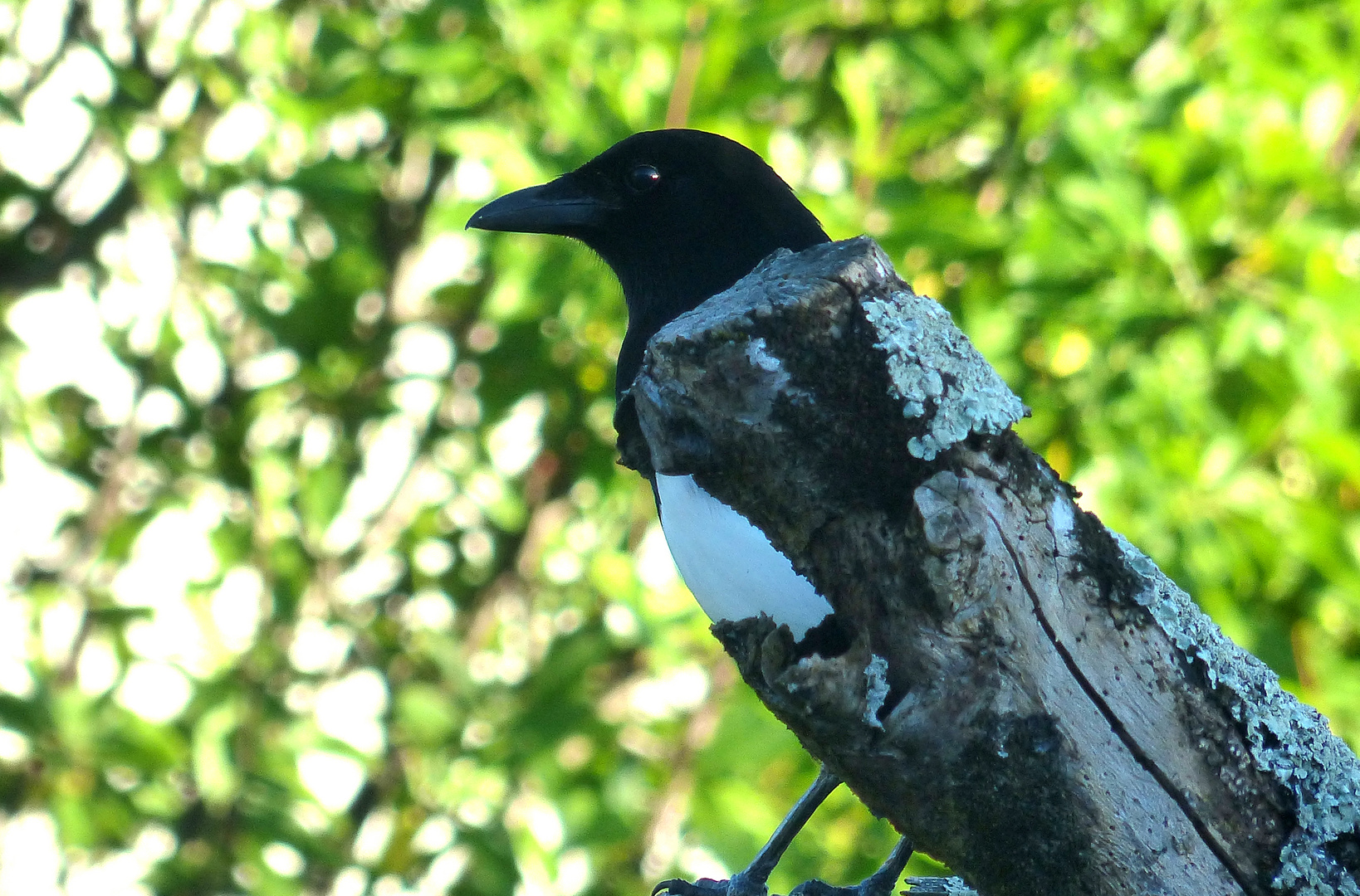 Un Drôle Doiseau Photo Et Image Animaux Animaux