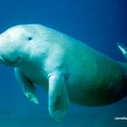 Un Dugong