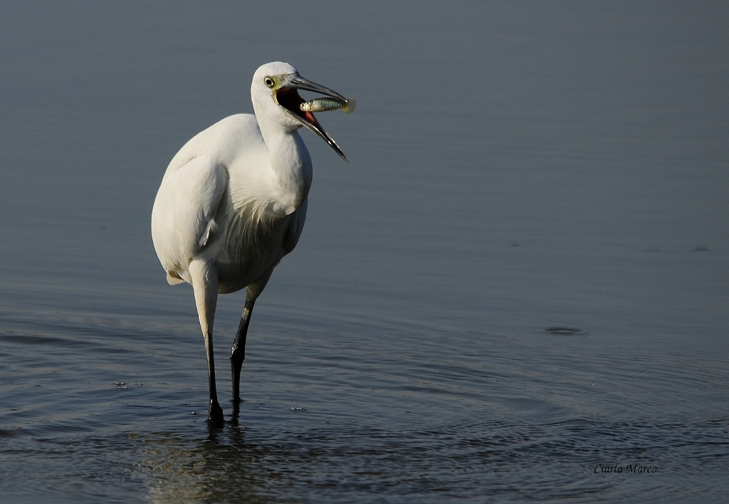 un Egretta garzetta cattura un Aphanius fasciatus