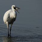 un Egretta garzetta cattura un Aphanius fasciatus