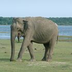 Un éléphant dans le parc national de Yala