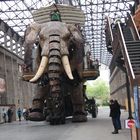 Un éléphant dans une maison de verre