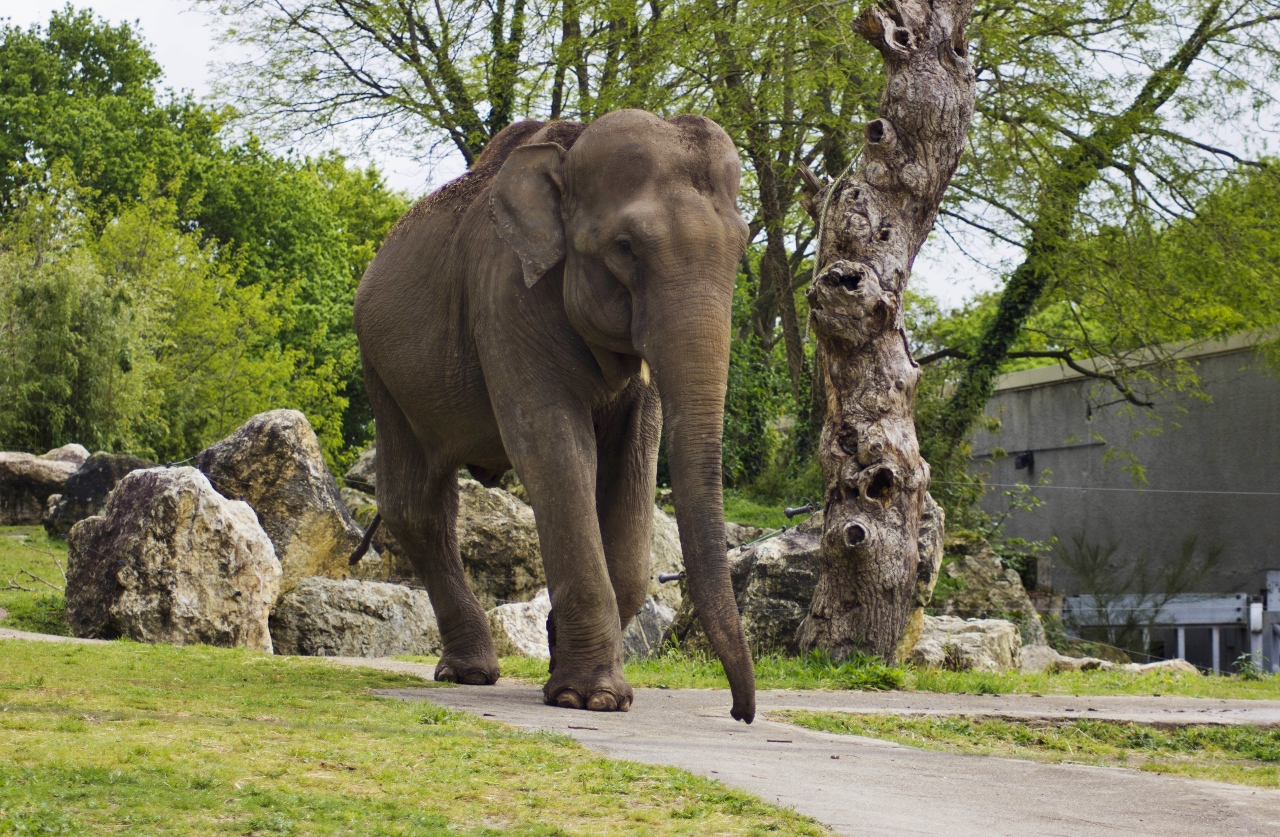 Un éléphant d'asie