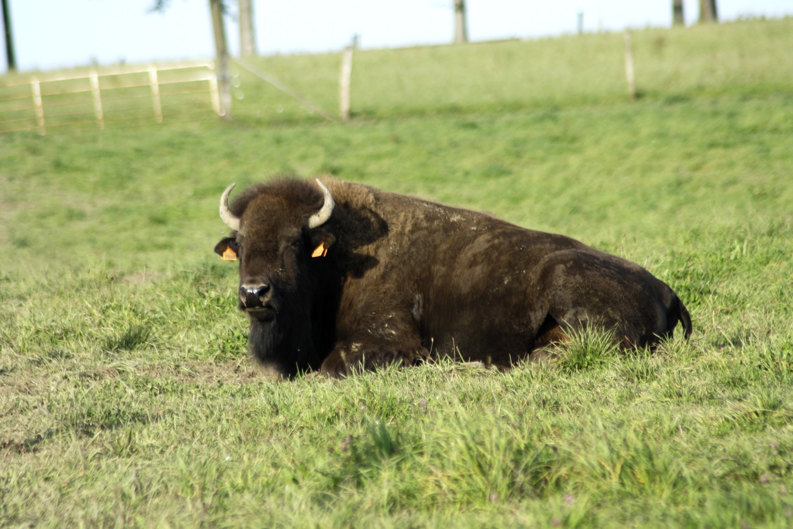 un elevage de bison en belgique