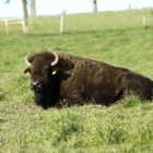 un elevage de bison en belgique