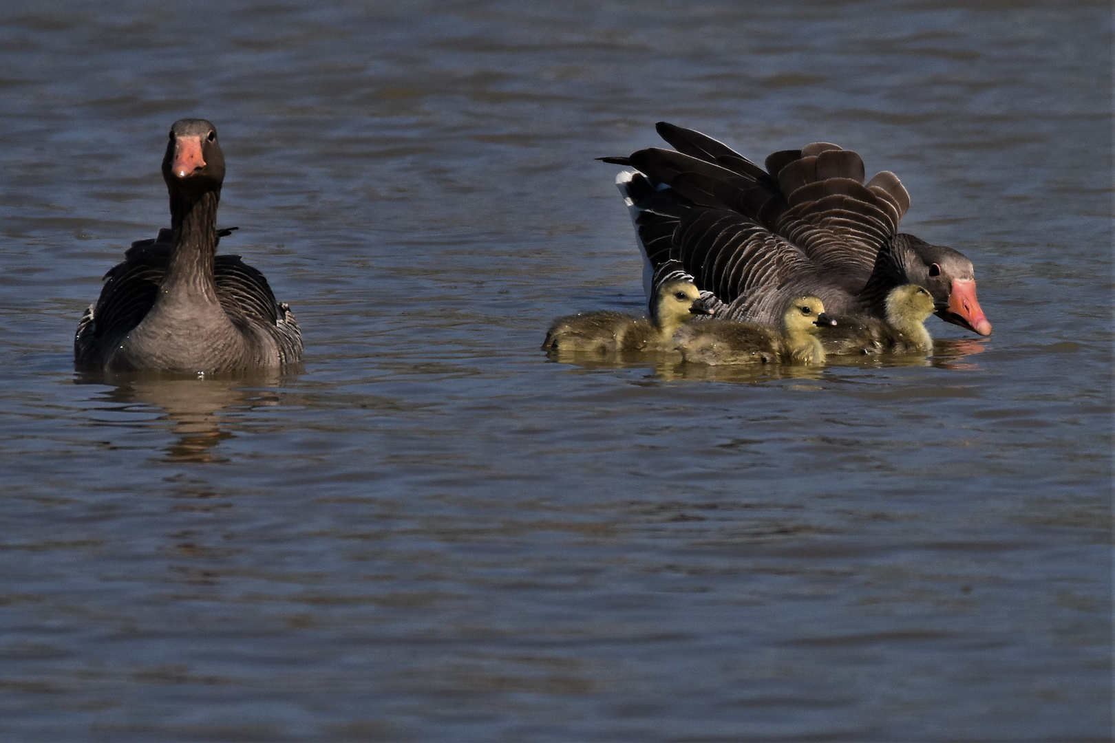 un encadrement familial