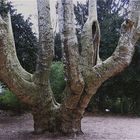 Un énorme platane à cinq troncs
