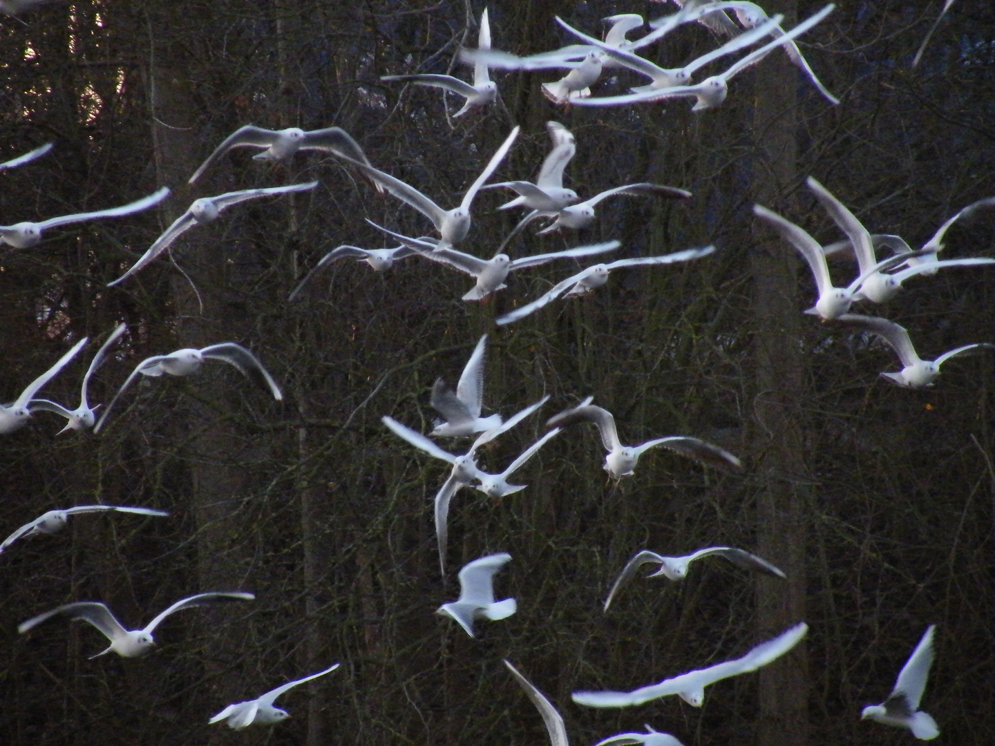 un envol de mouettes au lac du héron