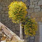 Un escalier fleuri à Blaziert  -  Gers