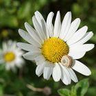 Un escargot dort sur une Pâquerette.