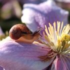 un escargot porte sur son dos...