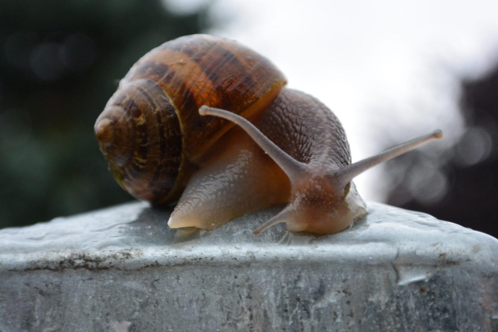 un escargot sous la pluie 2