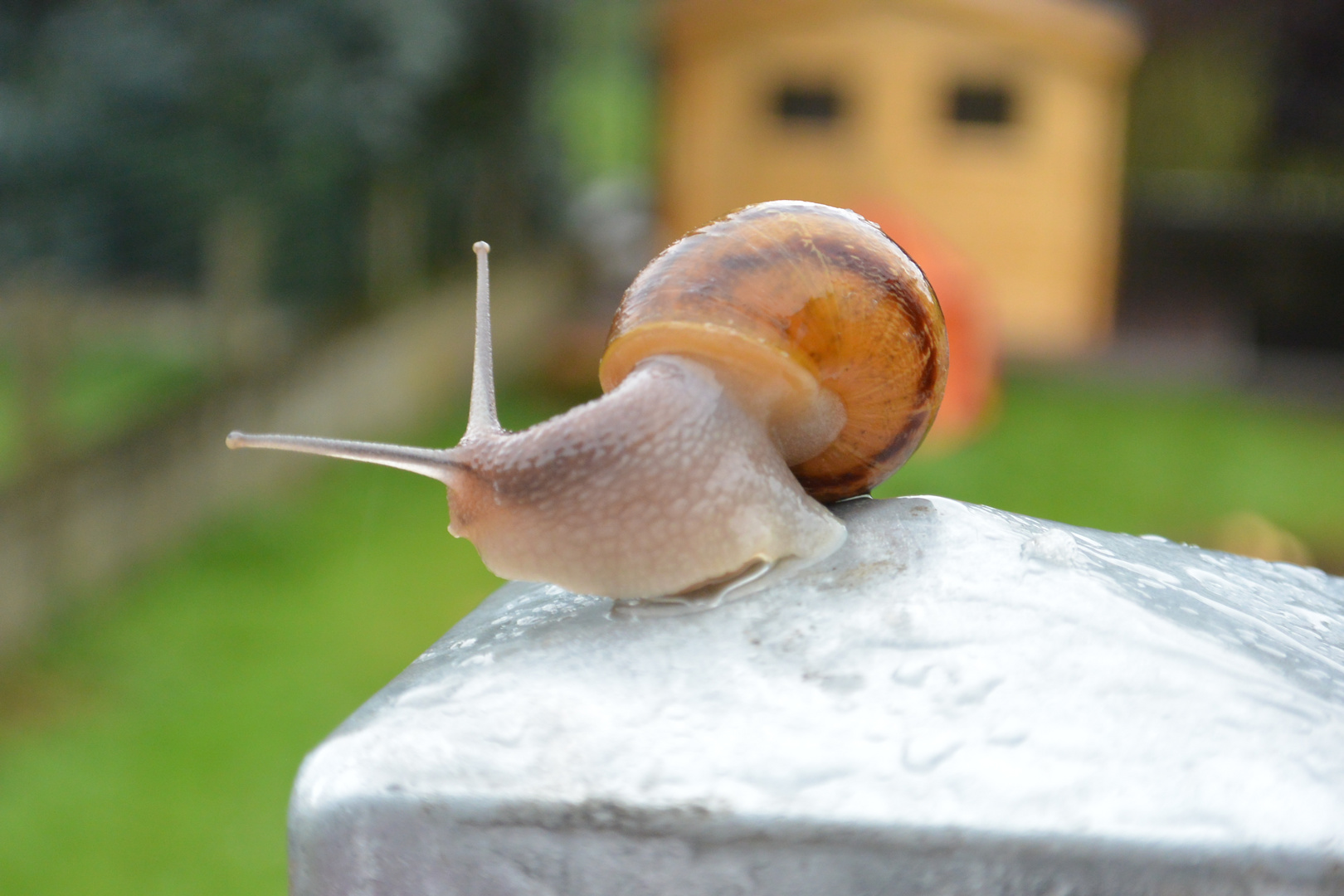 Un escargot sous la pluie