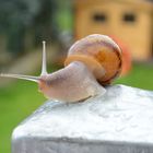 Un escargot sous la pluie