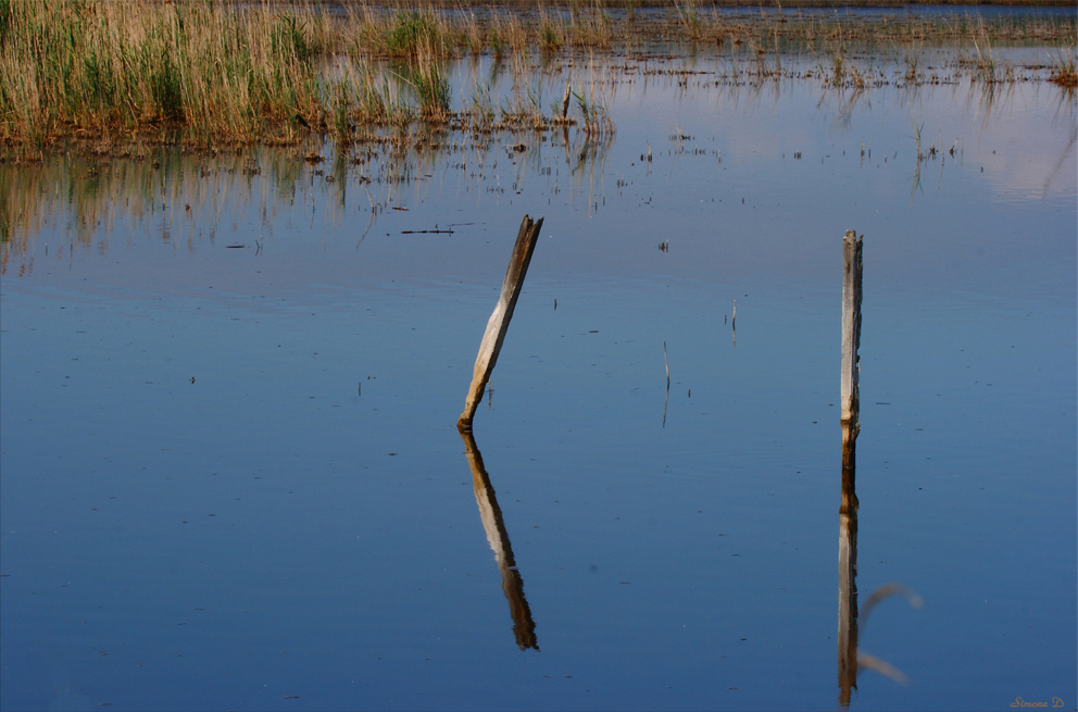 Un étang de Camargue .