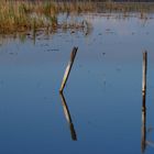 Un étang de Camargue .